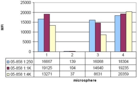 Anti-Histone H4 Antibody, pan, rabbit monoclonal