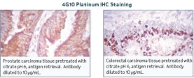 4G10® Platinum, Anti-Phosphotyrosine Antibody (mouse monoclonal cocktail IgG2b)