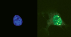 Anti-phospho-Histone H2A.X (Ser139) Antibody, clone JBW301