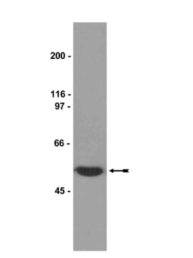 Anti-β-Tubulin Antibody, clone AA2