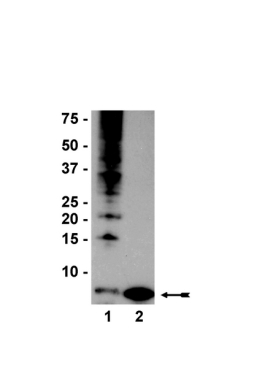 Anti-Ubiquitin Antibody, clone P4D1-A11