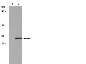 Anti-phospho-Histone H3 (Ser10) Antibody, Mitosis Marker