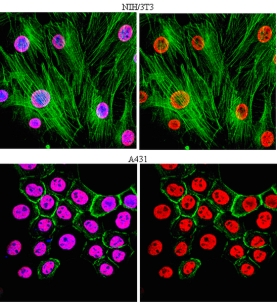 Anti-acetyl-Histone H3 Antibody