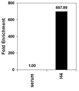 Anti-acetyl-Histone H4 Antibody