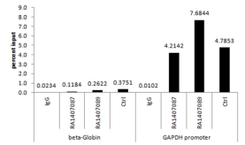 Anti-acetyl-Histone H3 (Lys9) Antibody