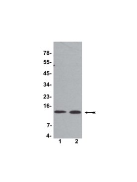 Anti-Histone H4 Antibody