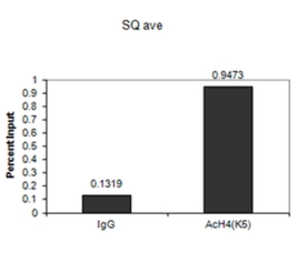 Anti-acetyl-Histone H4 (Lys5) Antibody