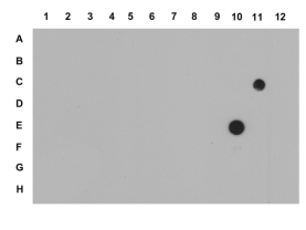 Anti-trimethyl-Histone H3 (Lys27) Antibody