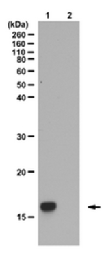 Anti-trimethyl-Histone H3 (Lys4) Antibody