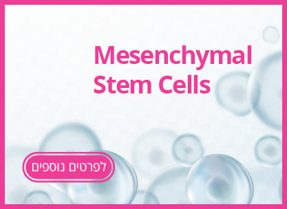 Mesenchymal Stem Cell