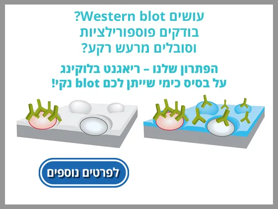 Western_blot