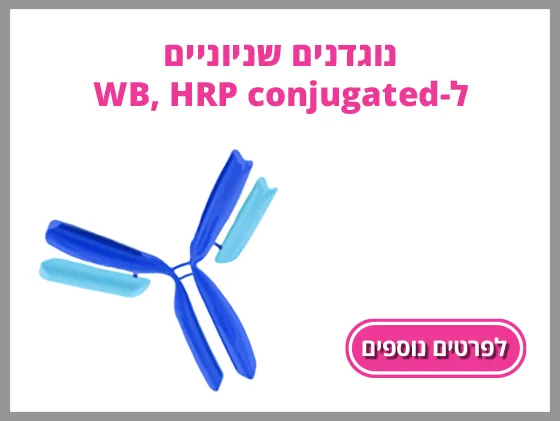 נוגדנים שניוניים ל- WB