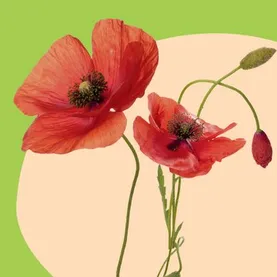 RonaCare® Poppy SE