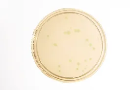 HEIMPLATE™ Cetrimide Agar