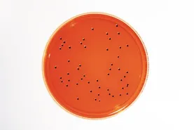 HEIMPLATE™ XLD Agar EP + USP