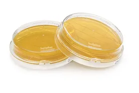 Veg. Pept.Agar w. LTHThio cont.-ICR+