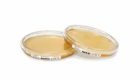 Veg. Pept.Agar w. LTHThio sedi.-ICR+