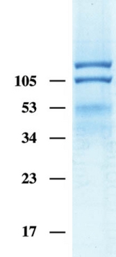 Human Integrin ?V?3, Triton X-100 Formulation