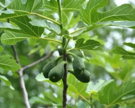 Avocado oil powder