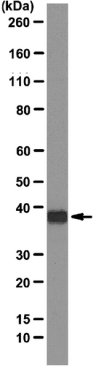 Anti-SBP-tag, clone 20