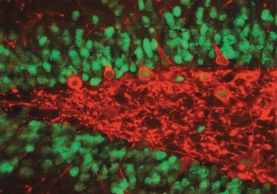 Anti-NeuN Antibody, clone A60