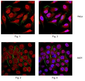 Anti-Ubiquitin K11 linkage Antibody, clone 2A3/2E6