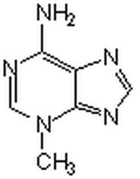 Autophagy Inhibitor, 3-MA - CAS 5142-23-4 - Calbiochem