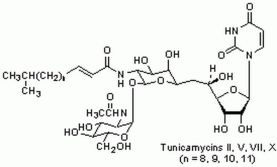 Tunicamycin, Streptomyces lysosuperficus