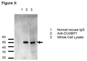 RIPAb+ CUGBP1 Kit, clone 3B1