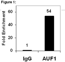 RIPAb+ AUF1