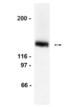 A LEXA  (DNA BINDING DOM)