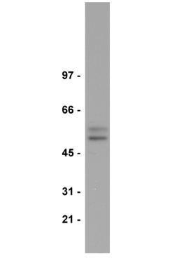 ANTI-SMAD2/3  - 200UL