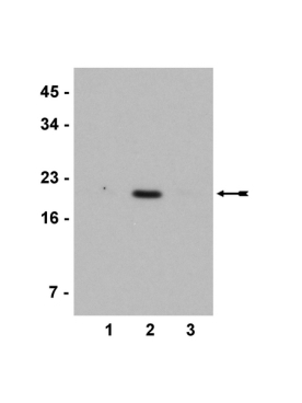 Anti-acetyl-Histone H3 (Lys4)