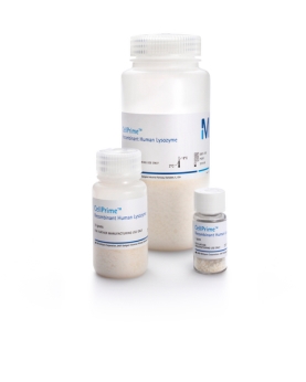 CellPrime recombinant human lysozyme100g