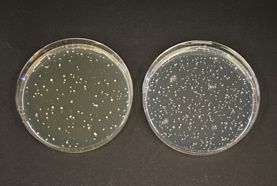 TOS-Propionate Agar (Base)