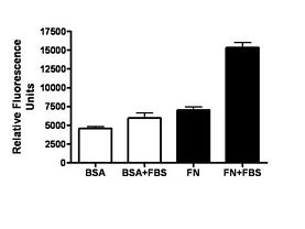 QCM 3 ?m Endothelial Cell Migration Assay - Fibronectin, Fluorometric