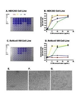 ECM Cell Culture Optimization Array (96-well, colorimetric)