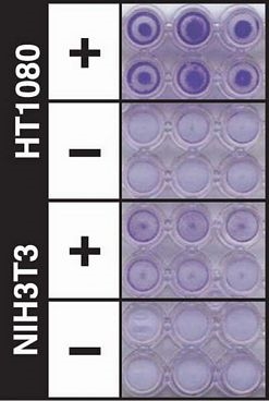 QCM ECMatrix Cell Invasion Assay, 24-well (8 ?m), colorimetric