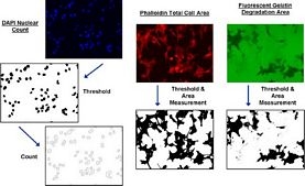 QCM™ Gelatin Invadopodia Assay (Green)