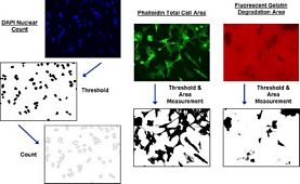 QCM™ Gelatin Invadopodia Assay (Red)