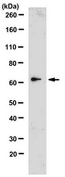 Anti-Furin Antibody, clone 16B1.1