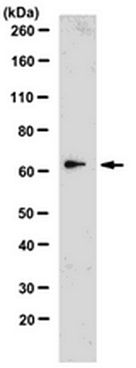 Anti-Furin Antibody, clone 16B1.1