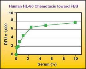 QCM Chemotaxis Cell Migration Assay, 96-well (3 ?m), fluorimetric