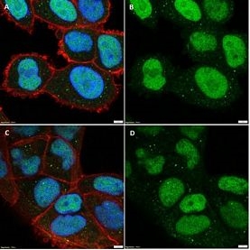 Anti-Sirt1(Sir2) Antibody