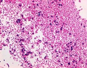 Gram's safranine solution for the Gram staining method