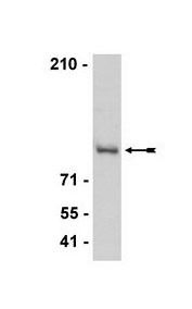 Anti-CTCF Antibody