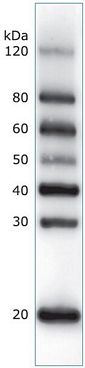 mPAGE™ Trial Kit, 4-12%, 12-well, MOPS