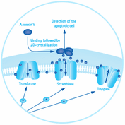 APOPNEXIN FITC APOPTOSIS KIT